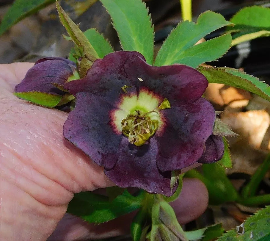 Hellebore Plants Mixed Seedlings - Colorful Perennials - Helleborus spp. - Ideal for Shady Gardens & Container Planting