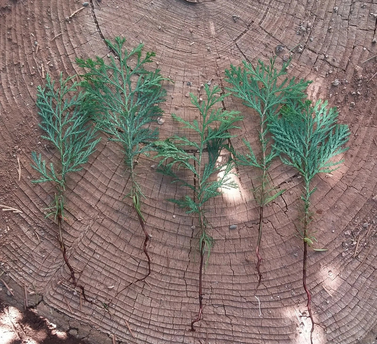 Incense Cedar Tree Seedlings 5 Pack Live Bare Root Plants Calocedrus decurrens Evergreen Landscape Trees