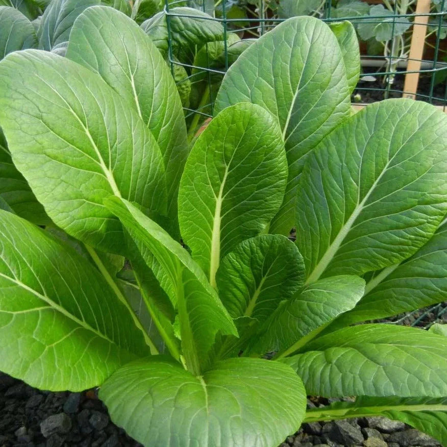 Komatsuna Mustard Spinach Seeds - Asian Variety for 2025 Planting - Brassica rapa subsp. nipposinica - Non-GMO Leafy Greens