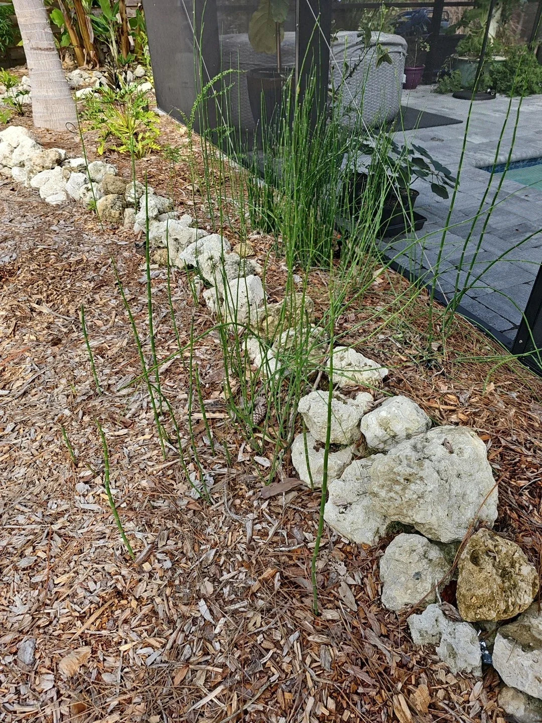 Water Horsetail Live Plant - 4 pc Root Bundle - Equisetum Fluviatile for Aquascape and Koi Pond