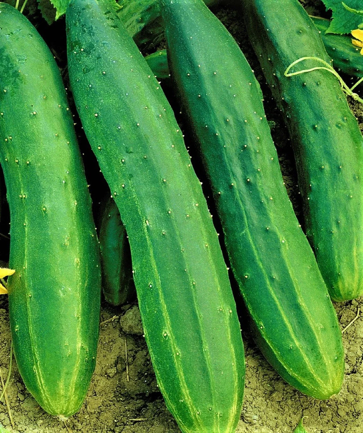 Straight Eight Cucumber Seeds, 50 Non-GMO Heirloom Seeds, Cucumis sativus, Perfect for Home Gardening and Slicing