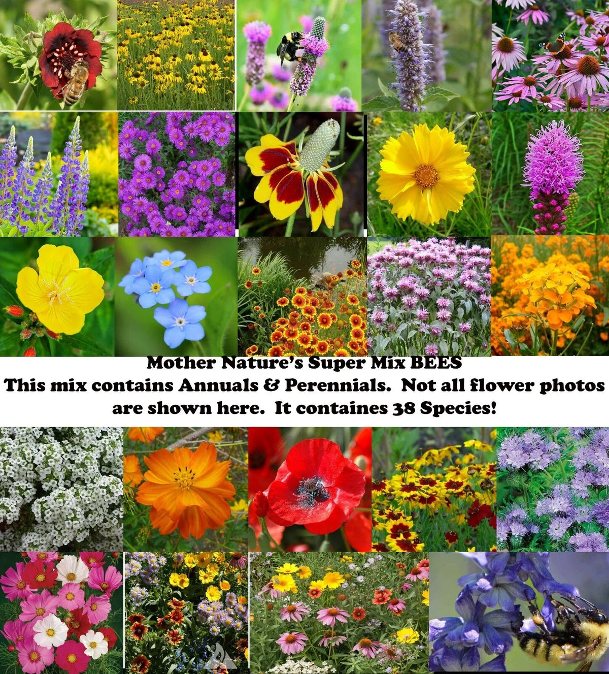 Wildflower Seed Mix - 1000 Non-GMO Seeds - Pollinator Friendly - Mother Nature's Super Mix - Various Species