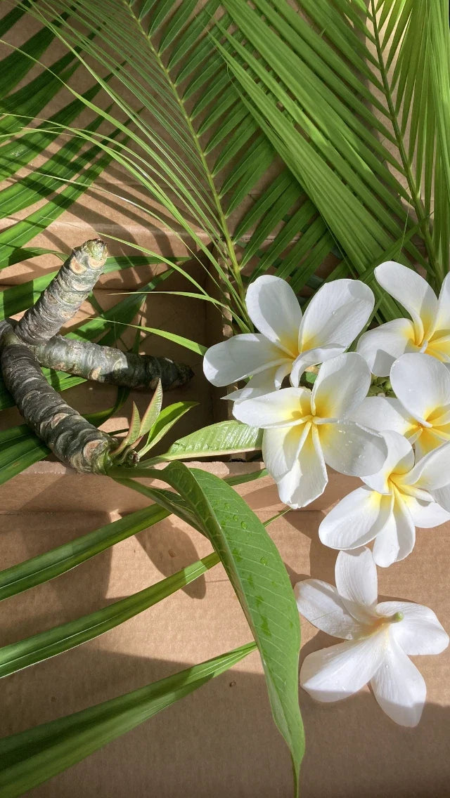 Hawaiian Plumeria Seeds - 5 Elegant Frangipani Temple Trees - White & Yellow Flowers - Plumeria rubra