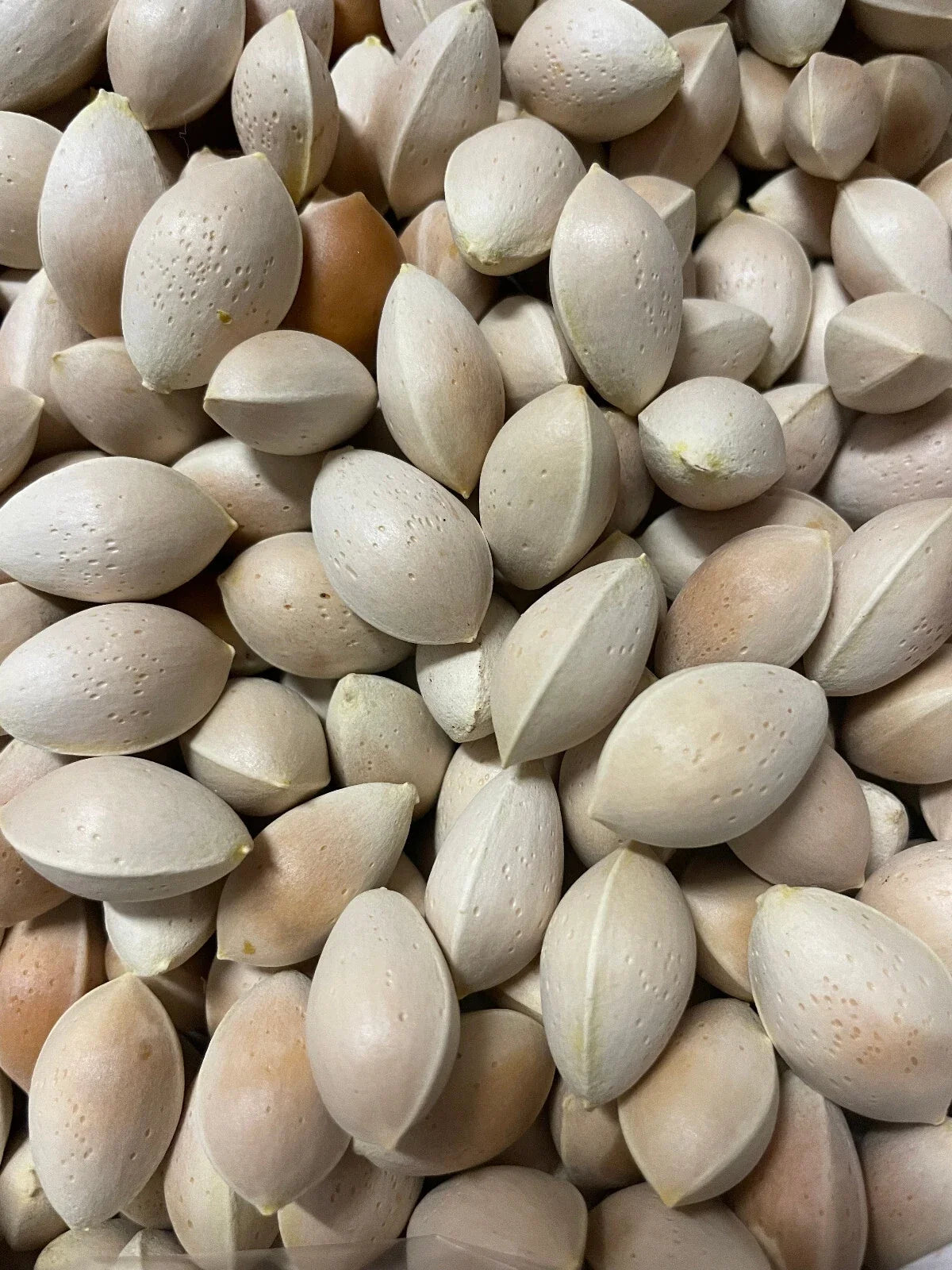 Ginkgo Biloba Seeds - 10 Pack - Fresh Maidenhair Tree - Ginkgo biloba - Nov 2024 Harvest - High Germination Rate
