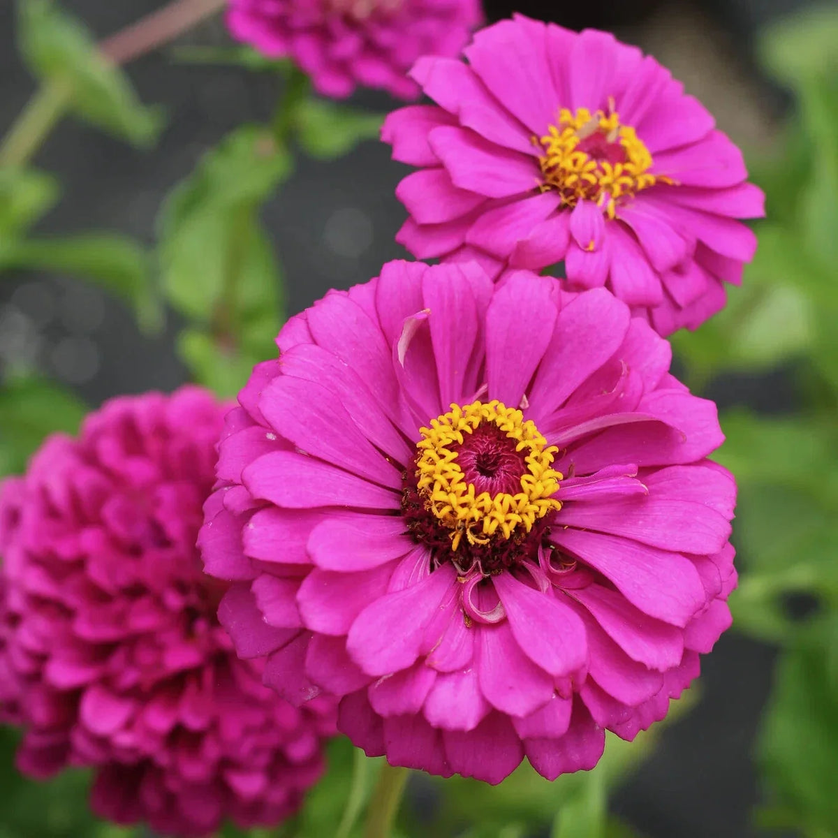 Violet Queen Zinnia Seeds - 100+ Pack - Zinnia elegans - USA Grown, Non-GMO for Vibrant Garden Blooms