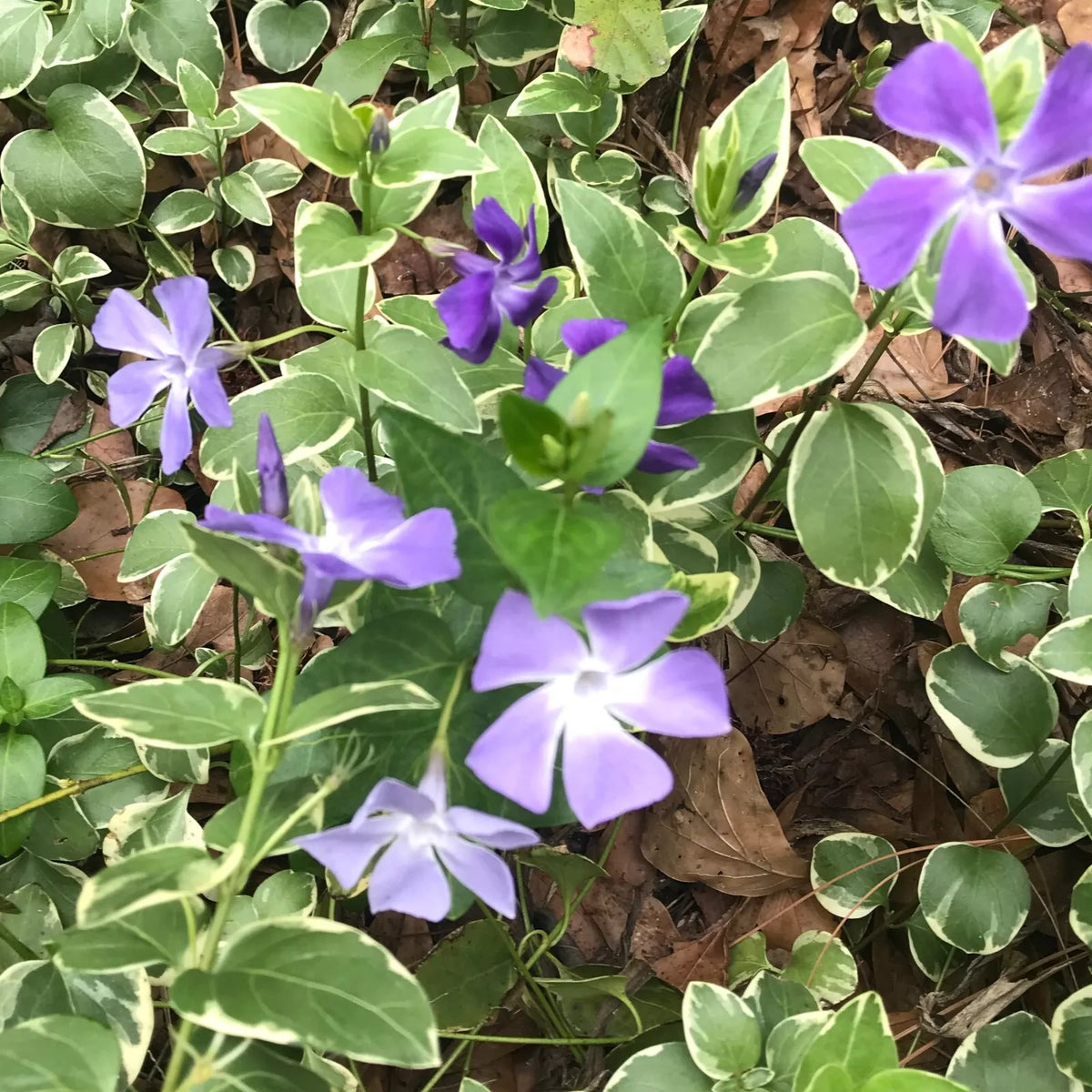 50 Bare Root Variegated Vinca Starter Plants, Purple Bloom Ground Cover, Vinca minor, Easy Grow Trailing Vine