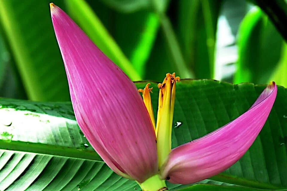 20 Pink Dwarf Banana Tree Seeds, Rare Musa velutina, Fast-Growing Tropical Fruit Plant, Hardy for Zone 7b