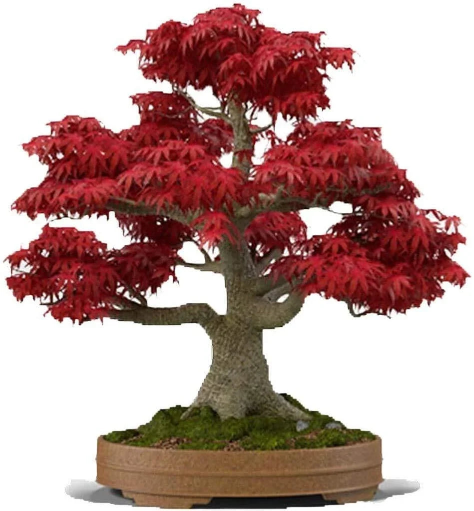 Bonsai Tree Seeds - 20+ Seeds - Japanese Red Maple - Acer palmatum - Ideal for Indoor/Outdoor Bonsai Cultivation