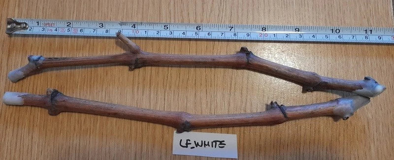 Grape Vine Cuttings - 2 Ladyfingers White - Vitis vinifera - 3+ Nodes for Optimal Growth