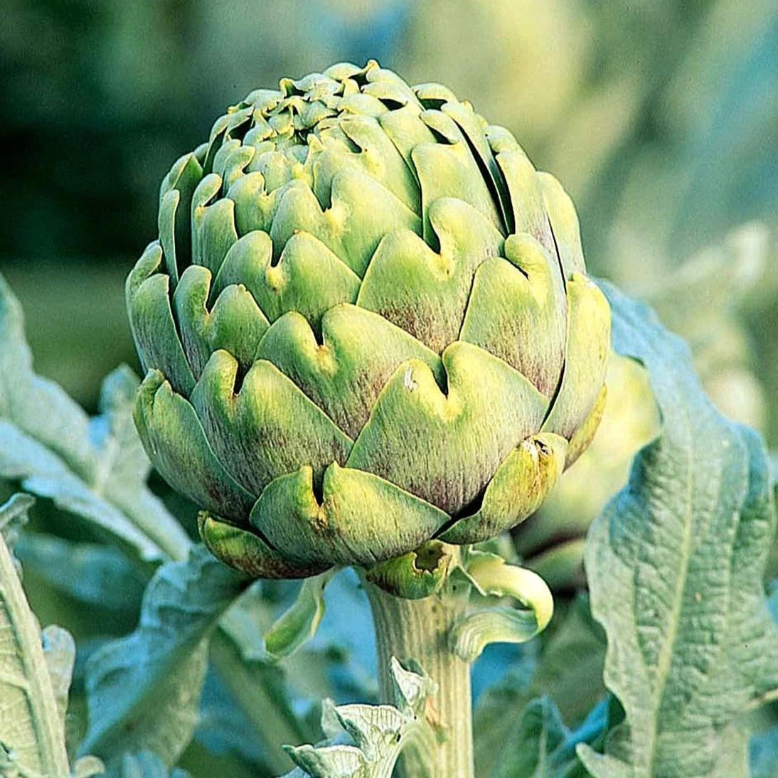 Green Globe Artichoke Seeds - Italian Green Variety - Cynara Scolymus - Non-GMO, Ideal for 2025 Planting, Home Gardening