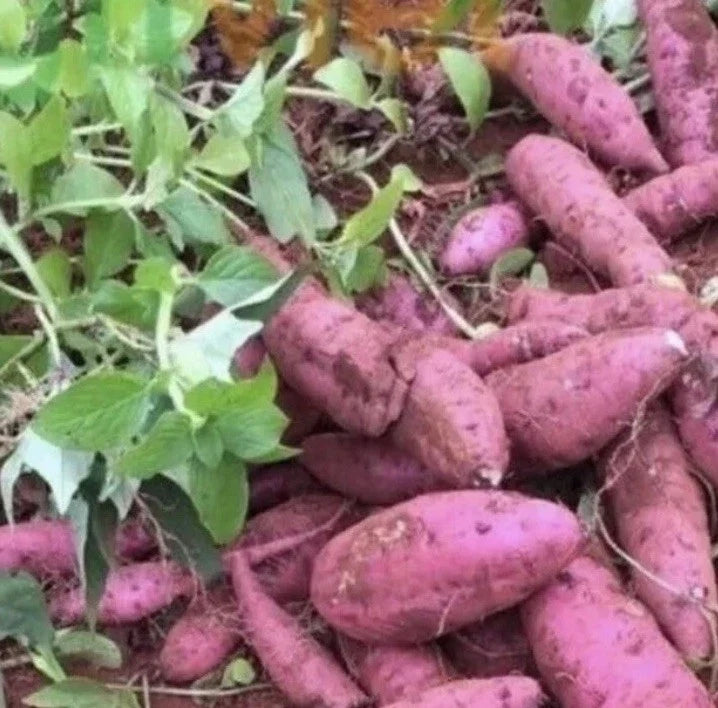 Cuban Sweet Potato Slips - 15 Cuttings - Ipomoea batatas - Organic Non-GMO Gardening Variety