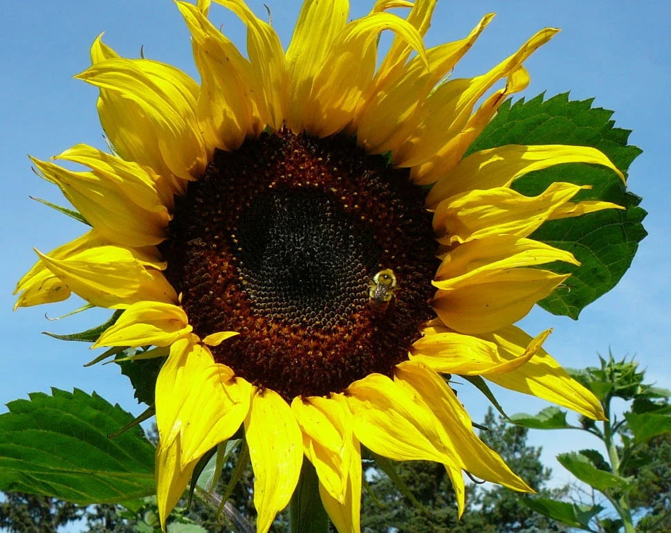 Black Russian Sunflower Seeds - 100 Fresh Seeds - Helianthus annuus - Non-GMO, Attracts Pollinators, Easy to Grow