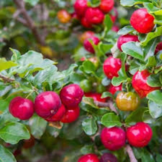 10 Barbados Cherry Trees Live Starter Plants Malpighia Emarginata Edible Fruit Tropical Gardening South Florida