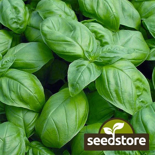 Sweet Basil Seeds | Heirloom Non-GMO Culinary Herb | Ocimum basilicum | 200 Seeds - Perfect for Cooking and Gardening