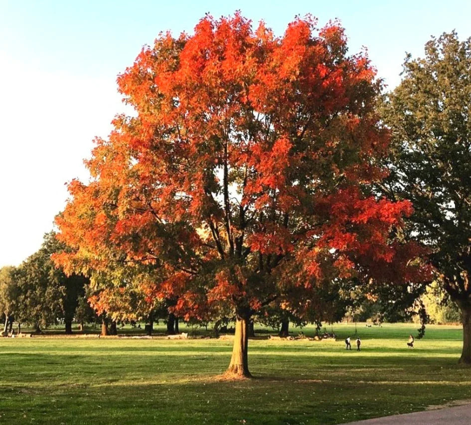 Red Oak Tree Live Plant Quart Pot - Cold Hardy Quercus rubra - Vibrant Fall Foliage, Easy Care, Perfect for Landscapes