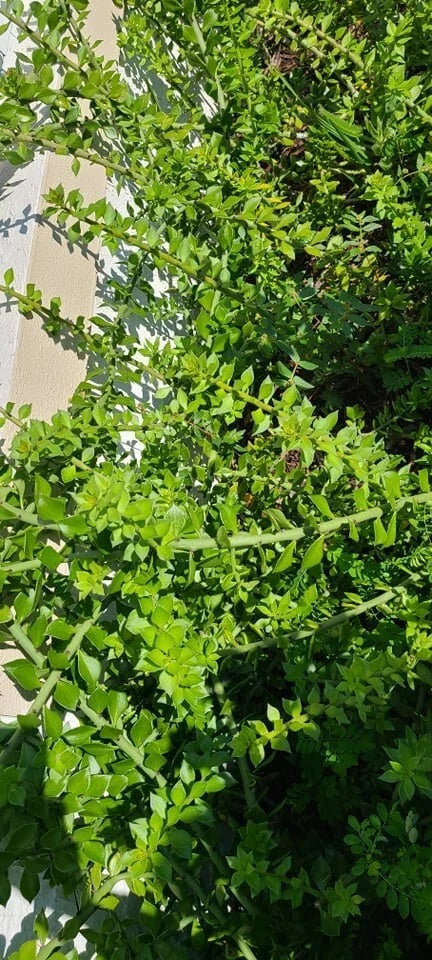 10 Pcs Pereskiopsis Cuttings - 6-Inch Grafting Cacti - Ideal for Propagation - Pereskiopsis spp.