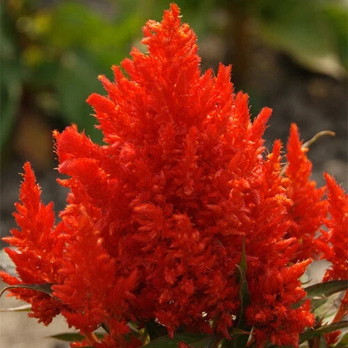 Scarlet Plume Celosia Seeds - 20-400 Non-GMO - Celosia argentea - Vibrant Red and Orange Flowers for Garden and Containers