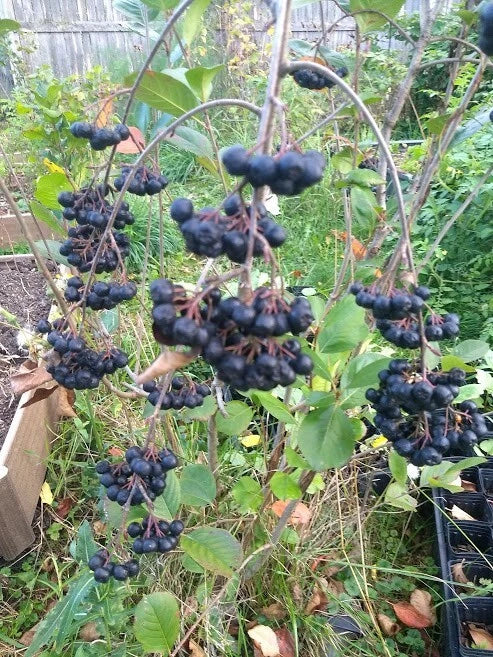 Viking Aronia Berry Plant - Live Rooted Starter Plant - Aronia melanocarpa - Edible Landscape - Zones 3-8
