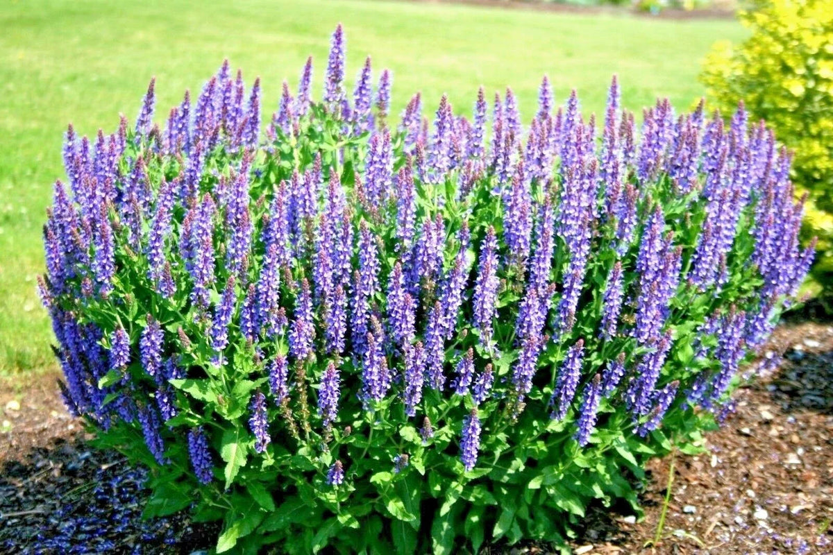 Blue Sage Flower Seeds - 300+ Seeds - Medicinal Perennial - Salvia azurea - Wildflower Garden or Container Planting