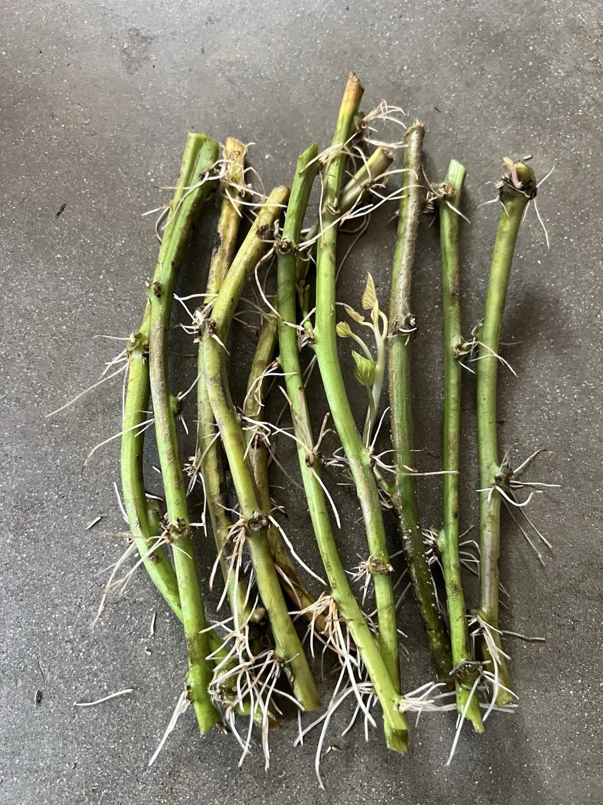 Rooted Sweet Potato Vines - 10 Cuttings for Planting - Ipomoea batatas - Disease-Free, Easy to Grow Garden Planting