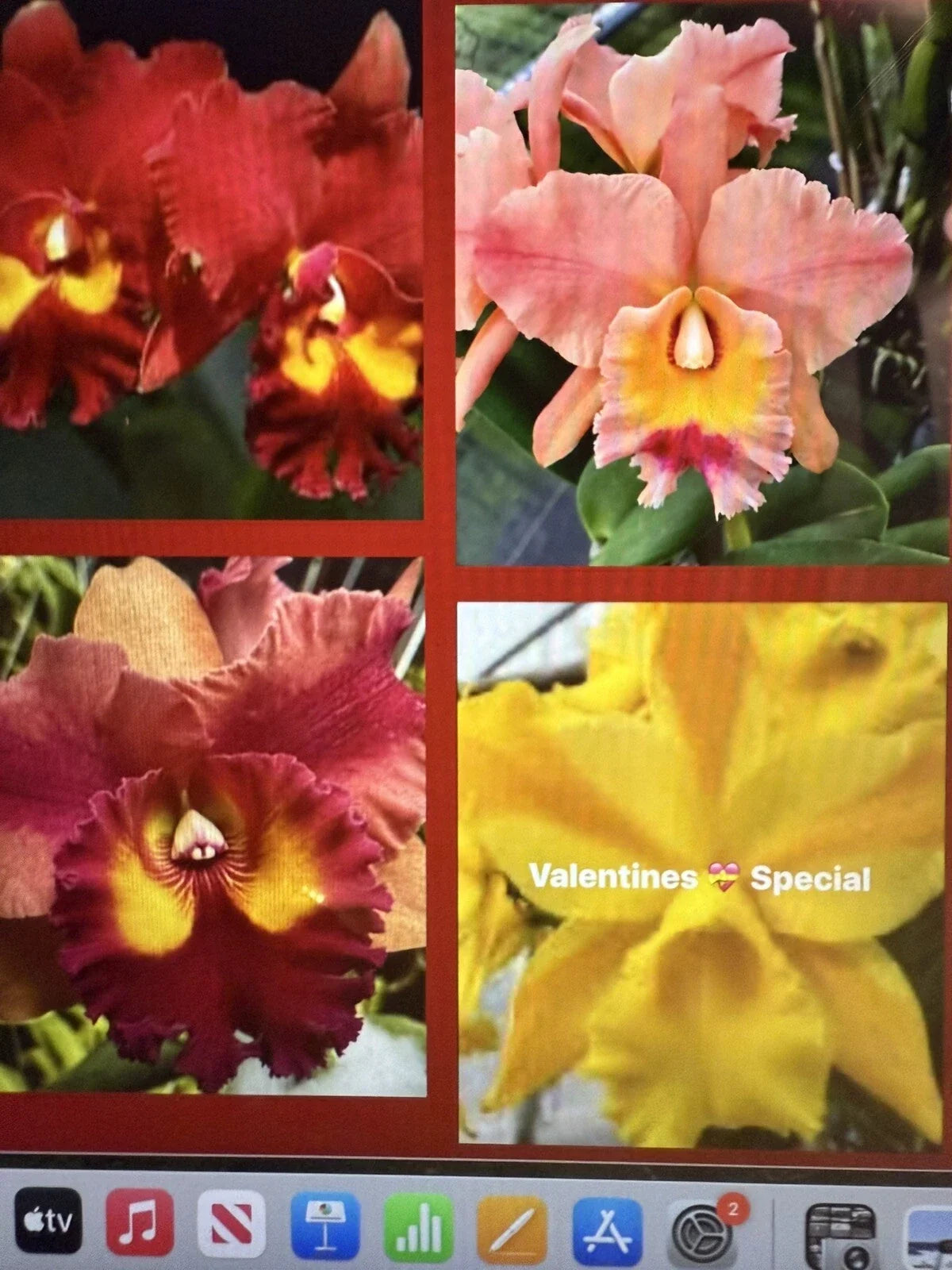Cattleya Orchid Plant 2 Stem Bare Root Starter - Exotic Flowering Plant Cattleya spp. - Perfect for Home Garden Decor