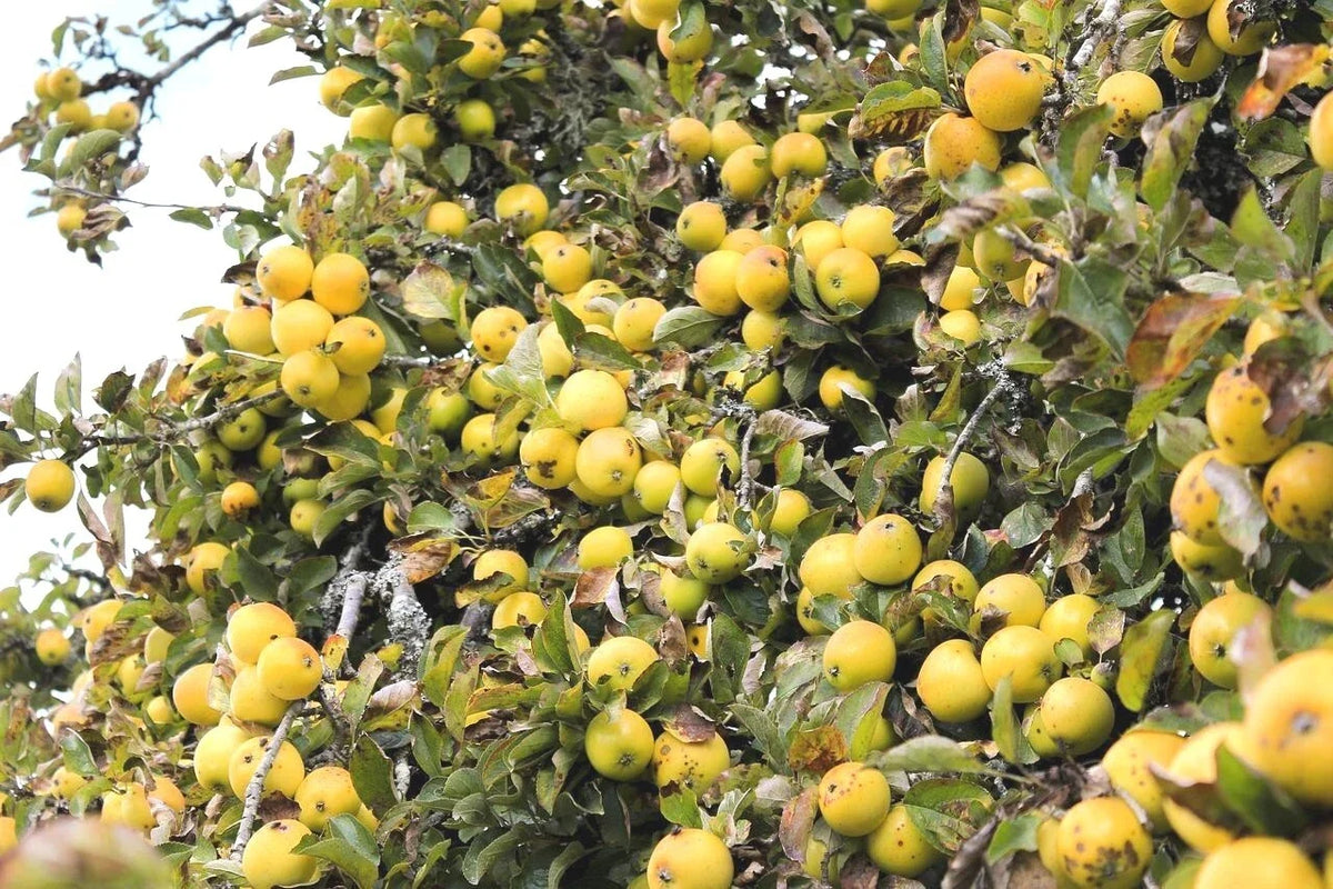 Golden Delicious Apple Tree Cuttings - 6 Organic Grafting Scions for Rooting - Malus domestica - Ideal for Home Gardeners