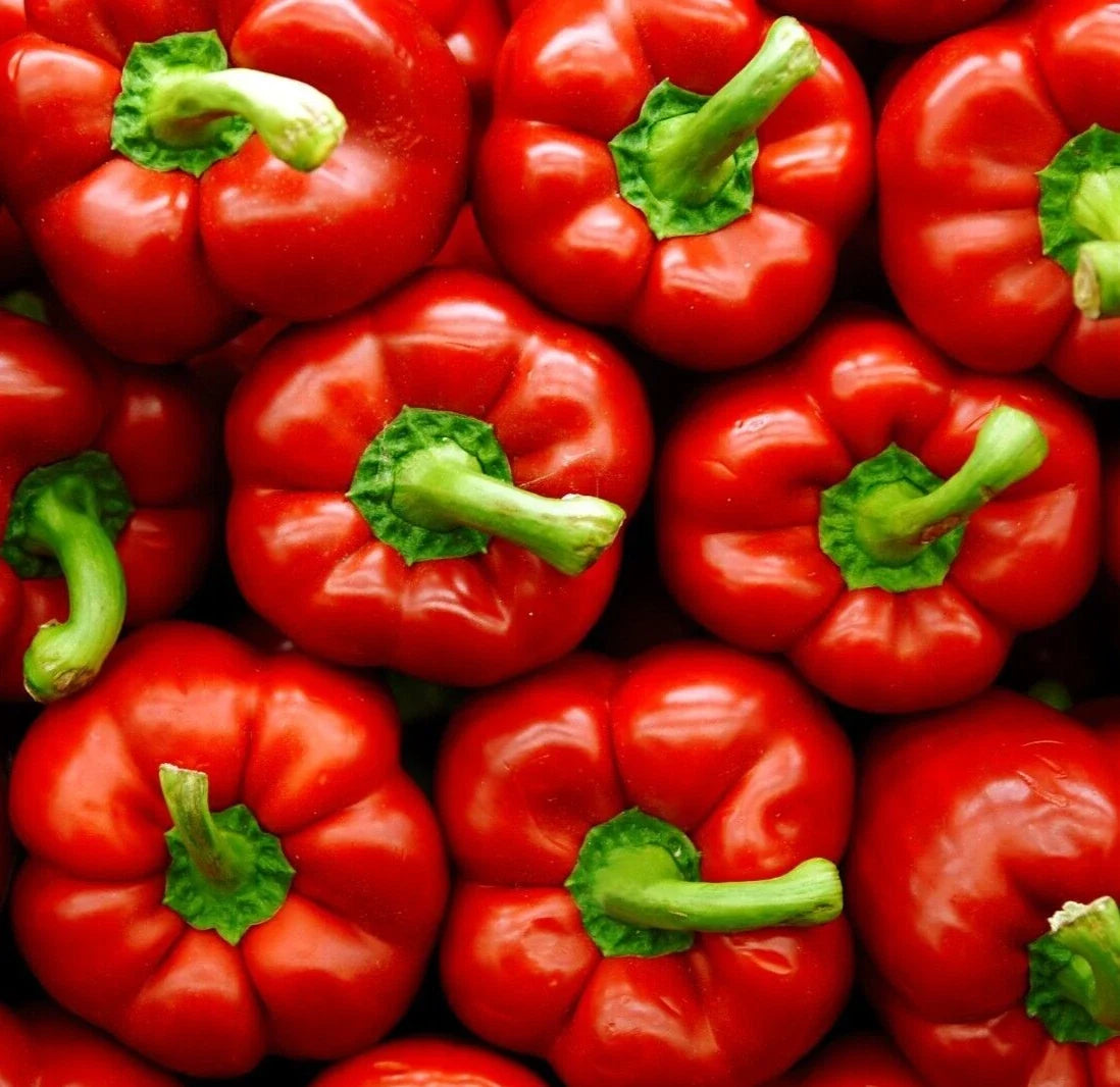 Big Red Bell Pepper Seeds - 50+ Non-GMO Sweet Vegetable Seeds, Capsicum annuum for Home Garden