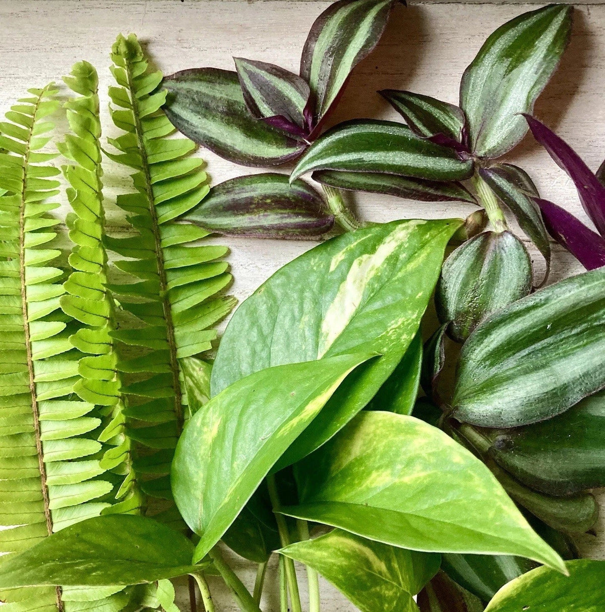 Rooted Plant Cuttings Set - 30 Assorted Fern, Pothos, Wandering Jew - Nephrolepis exaltata, Epipremnum aureum, Tradescantia zebrina