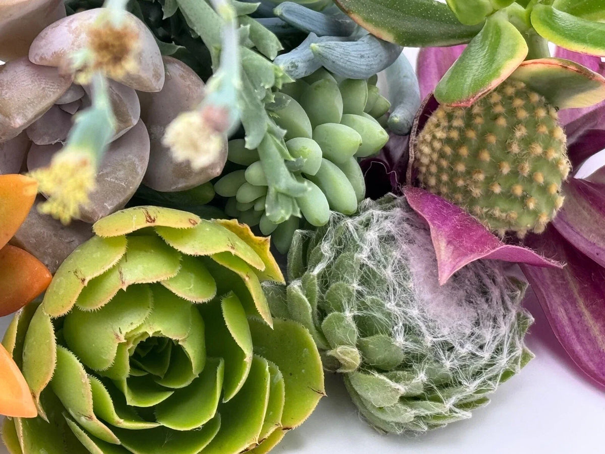 15 Assorted Succulent Cuttings - Unique Varieties, Ready to Plant, Various Species for DIY Arrangements