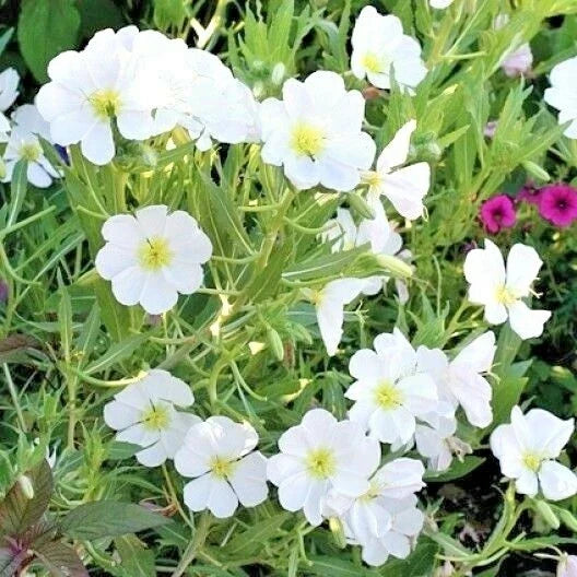 Pale Evening Primrose Flower Seeds - 300+ Drought Tolerant Wildflower Seeds (Oenothera pallida) for Garden Groundcover