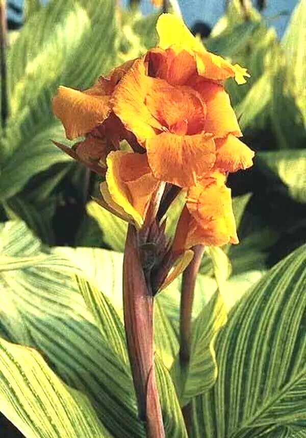 Canna Lily Bulb - Pretoria Orange Variegated, Canna striata - Live Flower Plant for Tropical Gardens