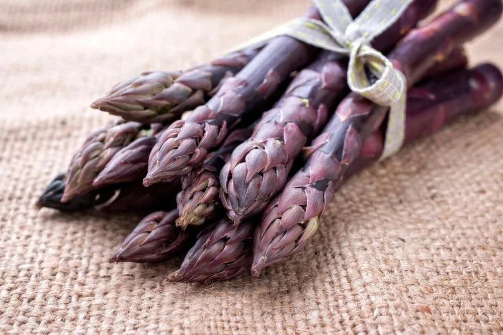 Purple Passion Asparagus Bare Root Plants - 2-Year Crowns - Asparagus officinalis - Non-GMO, High-Yielding, Perennial