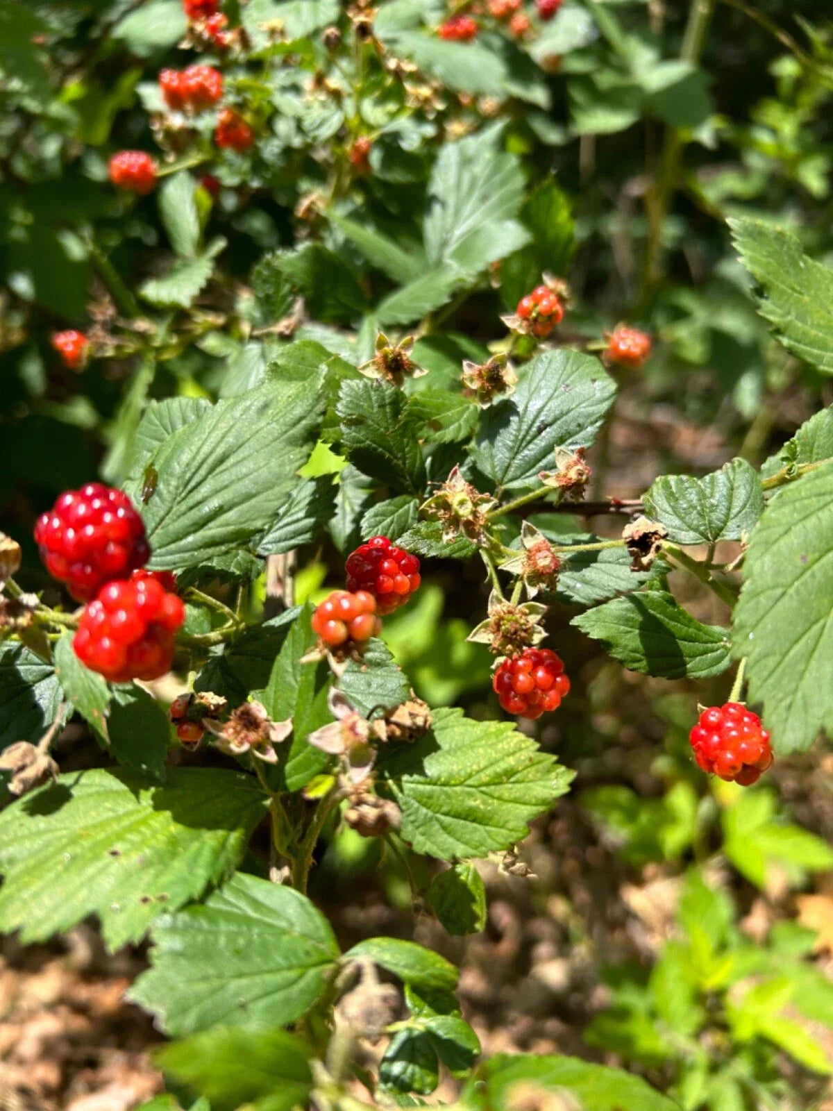Allegheny Wild Blackberry Transplants - 5 Live Perennial Edible Plants - Rubus allegheniensis - Organic Gardening Supplies