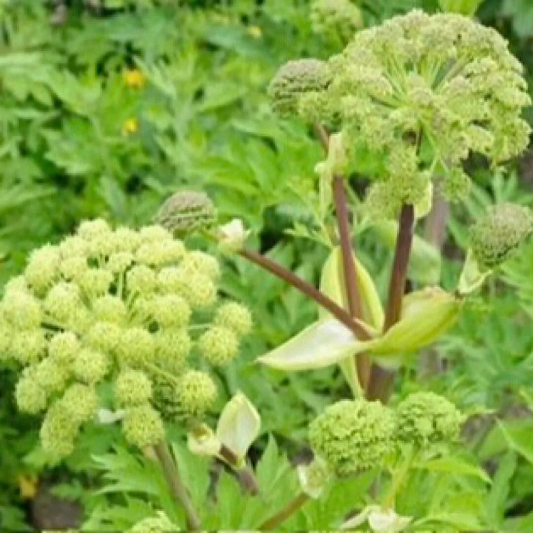 Angelica Holy Ghost Seeds - 30 Non-GMO Culinary Licorice Seeds - Fragrant Herb for Gardens (Angelica archangelica)