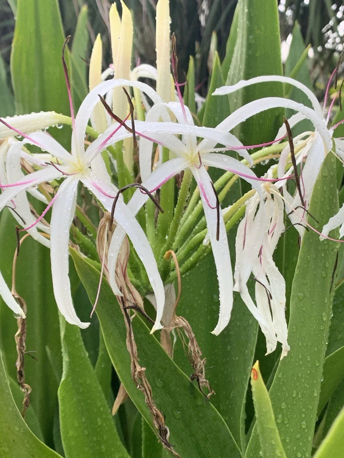 Crinum Lily Seedlings - 2 White Tropical Flowering Plants - Crinum asiaticum - Fragrant, Easy to Grow for Gardens or Containers