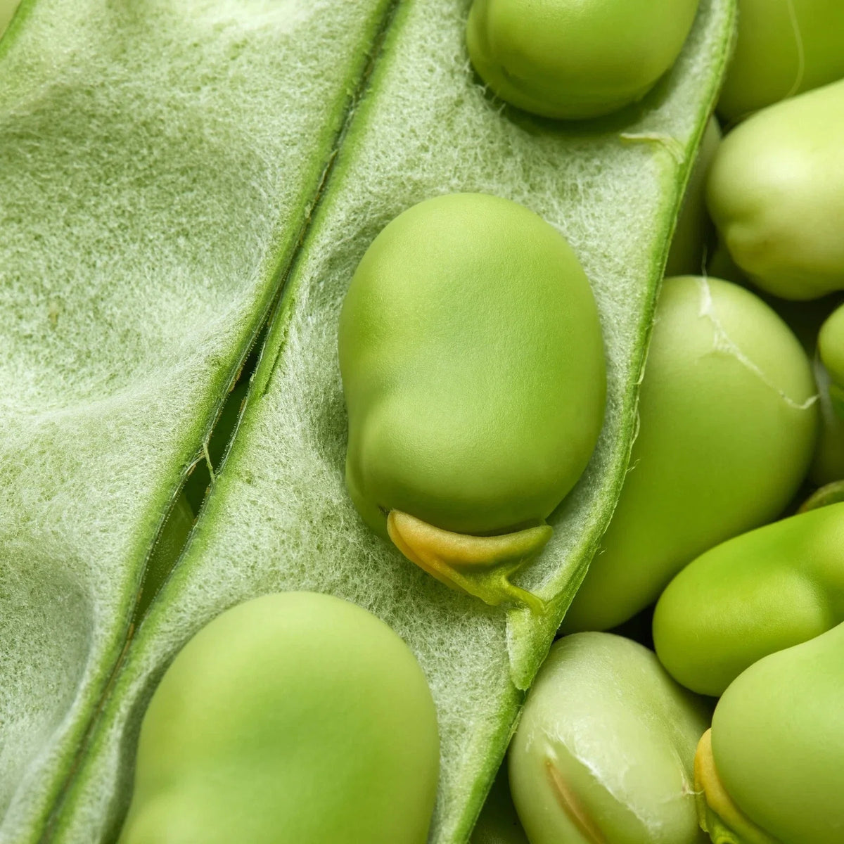 Fava Bean Seeds - 25+ Non-GMO Broad Windsor Variety - Vicia faba - Mediterranean Cover Crop for Soil Improvement