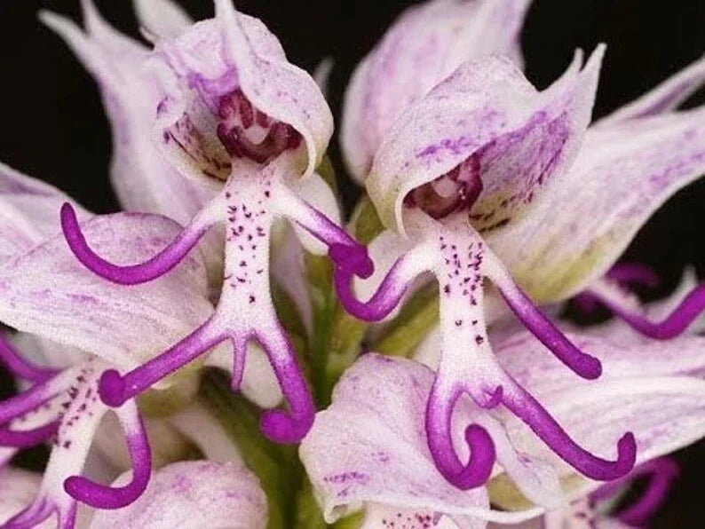 Italian Man Orchid Seeds - 50 Pcs - Orchis italica Poir. - Rare Flowering Seeds for Unique Gardening