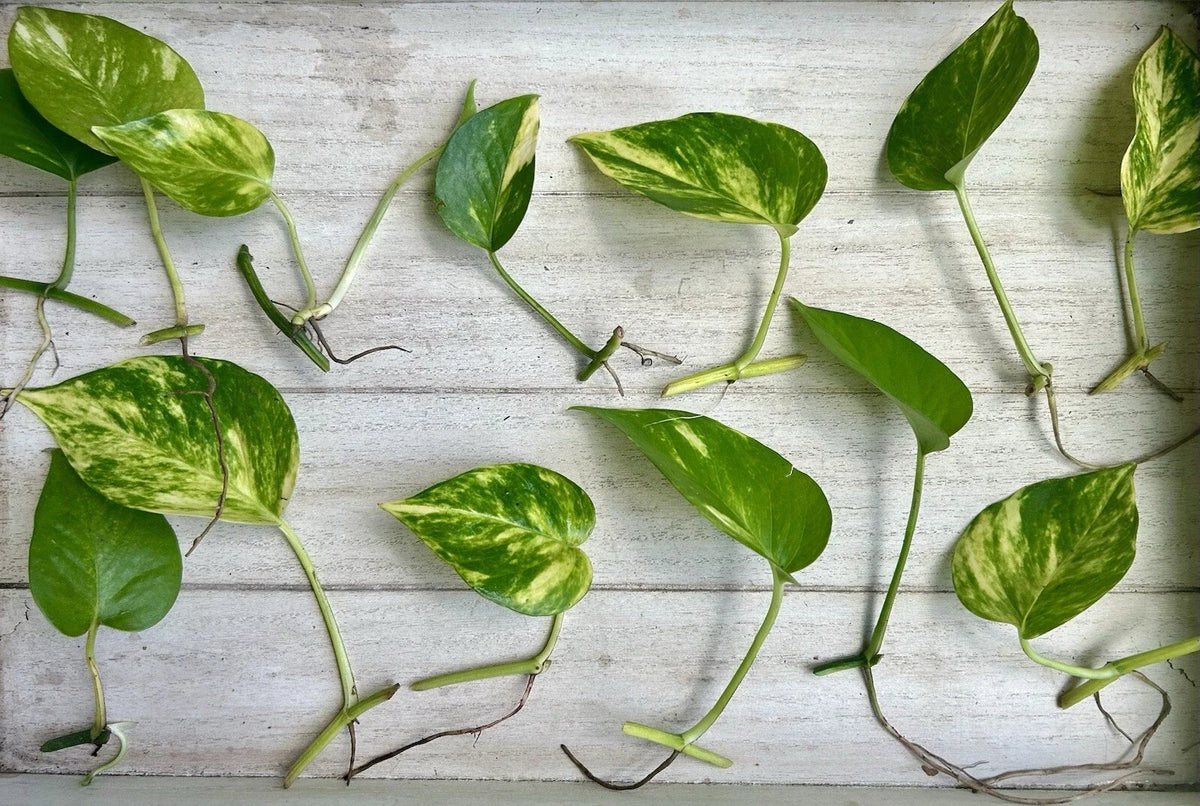 Single Leaf Pothos Cuttings 20 Count - Healthy Roots Epipremnum aureum - Indoor Plant Propagation