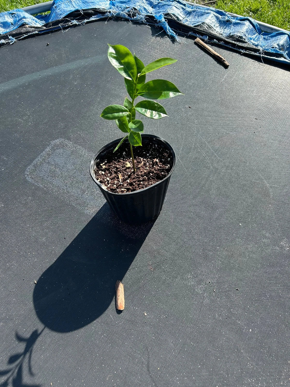 Organic Soursop Tree 5" Potted Tropical Fruit Tree (Guanábana) - Annona muricata - Non-GMO, Fast-Growing, Ideal for Gardens