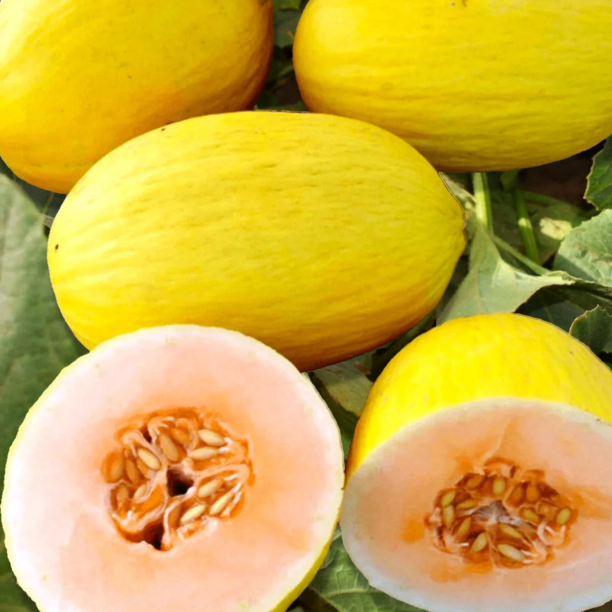 Crenshaw Melon Seeds - 25 Heirloom Seeds - Sweet Yellow Flesh - Cucumis Melo - Ideal for 2025 Garden Planting