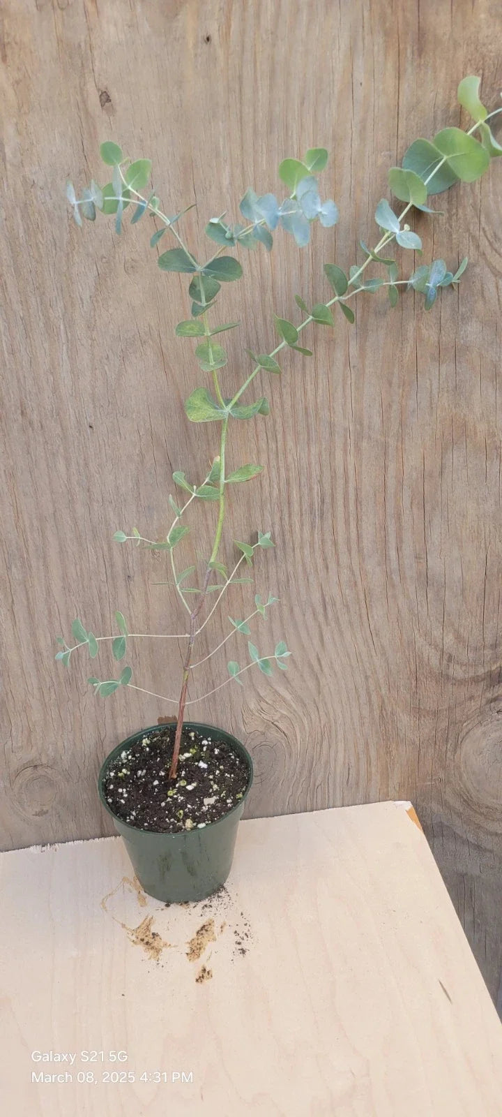 Silver Dollar Eucalyptus Live Plant 4" Pot, Eucalyptus cinerea, Aromatic Indoor Garden Decor, Low-Maintenance Houseplant