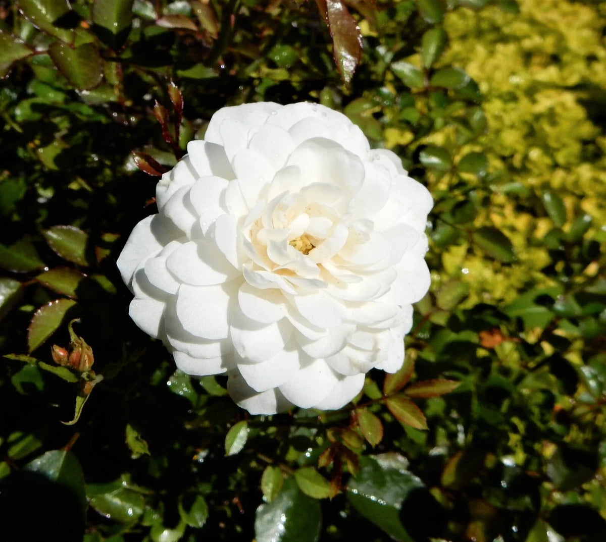 White Dwarf Rose Plant - Compact Perennial - White Blooms - Rosa 'White Dwarf' - 4-Inch Pot - Ideal for Containers & Borders