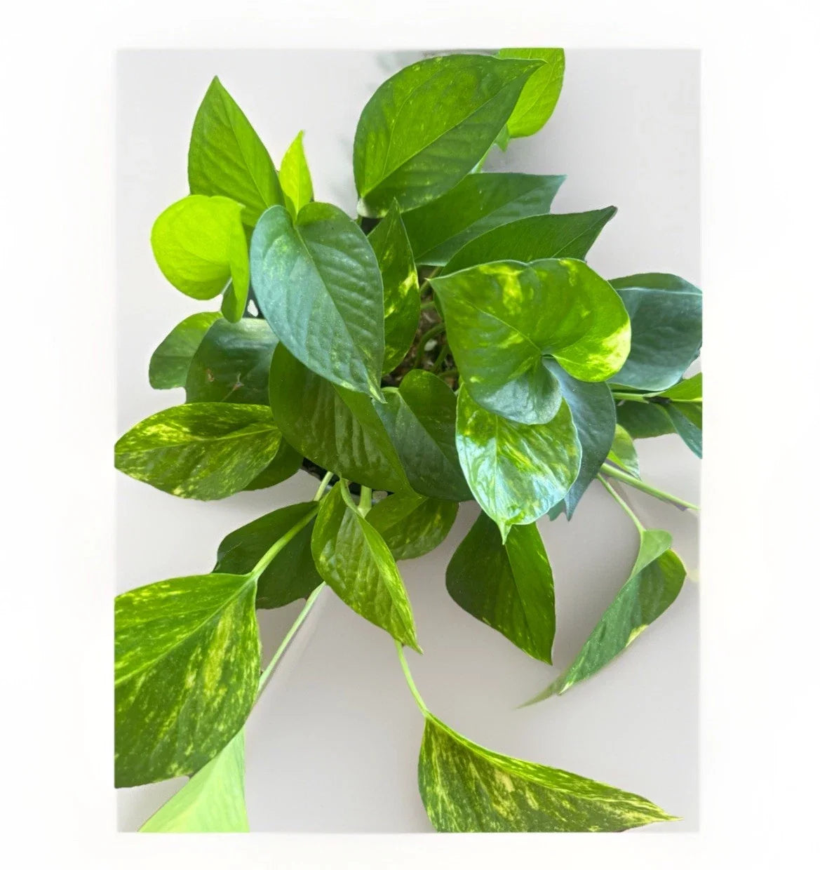 Golden Pothos Cuttings - 5 Rooted Indoor/Outdoor Plants, Epipremnum aureum, Golden Variegation, Easy Care Houseplant