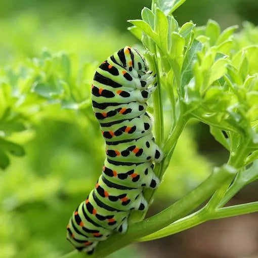 Curled Parsley Seeds 500 Count - Non-GMO Culinary Herb - Attracts Black Swallowtail Butterfly - Petroselinum crispum