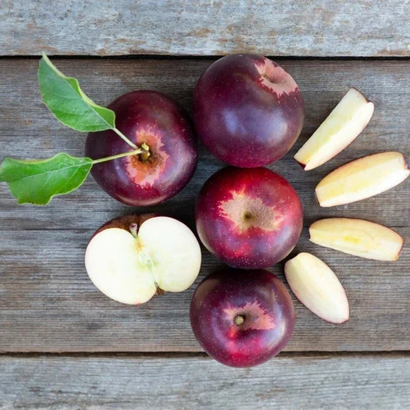 Bare Root Arkansas Black Apple Tree - Malus domestica, Heirloom Variety, M7 Rootstock, Ideal for Home Orchard