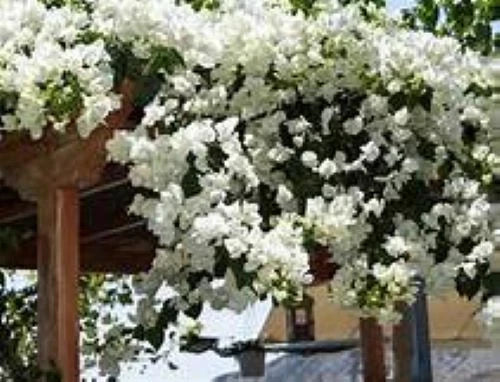 Bougainvillea Starter Plant - Live Plug - Key West White - Bougainvillea spectabilis - Flowering Tropical Plant
