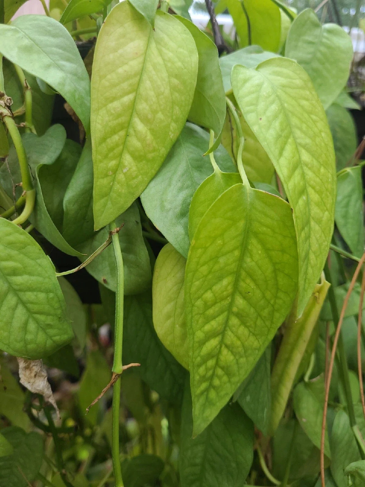 Cebu Blue Pothos Cutting - Unrooted 4 Node Plant - Epipremnum Pinnatum - Indoor Houseplant Decor - Easy Care Greenery