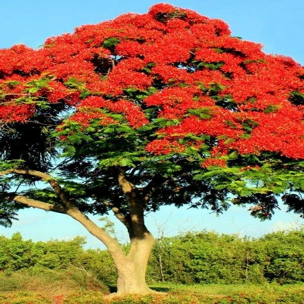 Royal Poinciana Seeds | 25 Pack | Red Flame Tree | Delonix Regia | Tropical Flower Seeds for Gardens and Landscapes