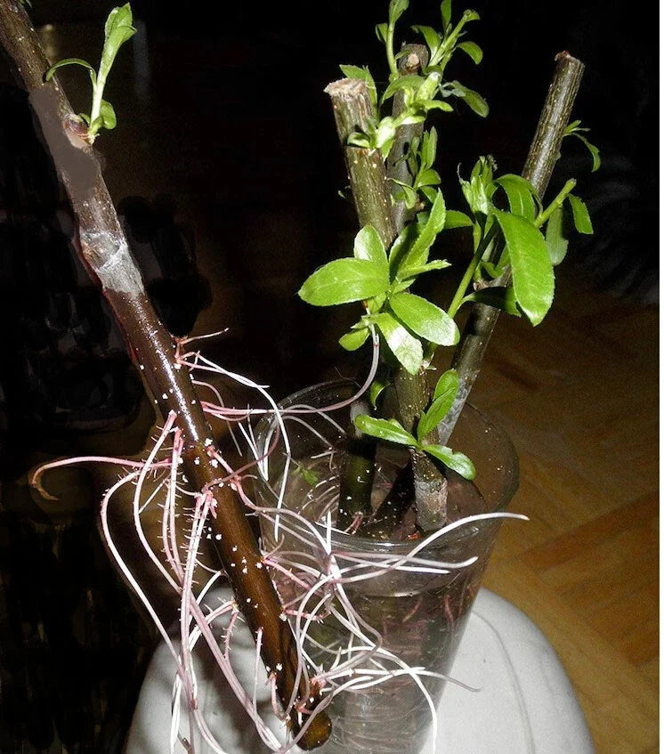Hybrid Willow Cuttings - 20 Pencil Size Cuttings - Salix spp. - Fast-Growing Tree for Erosion Control & Landscaping