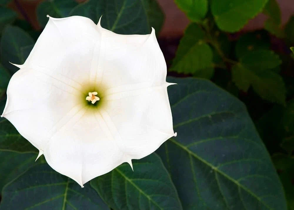 20 White Trumpet Bush Seeds - Fragrant Flowers - Tecoma stans 'Alba' - Ideal for Garden & Pollinators
